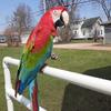 Greenwing macaw 