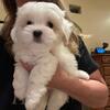 Coton de Tulear Puppies