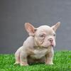 Nano American bully for sale