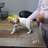 Brittany puppies