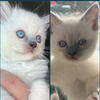 MORE AVAILABLE Ragdoll kitten Kats Ravishing Ragdolls 