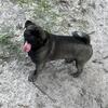Pugs Beautiful pups for sale