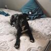 Cane Corso named Enzo for sale