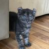 Highlander and Maine Coon Kittens
