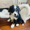 Bernedoodles 10 weeks old Ready for new home 