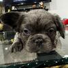 Full Fluffy French Bulldog -Male