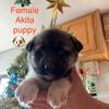 Akita puppies