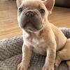 Female French Bulldog Puppy- Charlotte and surrounding Area