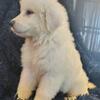 Great Pyrenees Glinda 