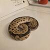 Ball pythons and sunbeam