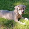 Iccf registered Cane Corso pups