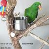 Tame 5 years Eclectus parrot