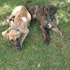 Fawn & Brindle Great Dane puppies 