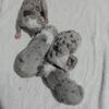 New Born Merle Pitbull Terriers Now Available for Purchase