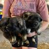 AKC Norwegian Elkhound Puppies