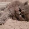Exotic Persian Kittens - Montgomery, TX