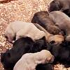  connie coso puppies