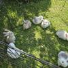 English angora rabbits 