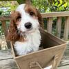 F1 Cavapoo puppies available