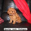 Adorable Cockapoo puppies