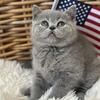 British kitten female NY