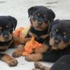 AKC Rottweiler Puppys Available! 🐶❤️ $750 or best offer
