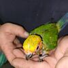 Sunday conure