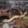 Ball Python Morph and Enclosure