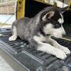 Purebred Siberian Husky Puppy’s