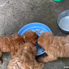 CKC Golden Doodle Puppies 