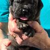 Cane corso puppies 
