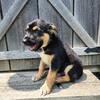 German Shepherd Female puppy