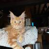 Mainecoon kitten for adoption from titled parents cattery 