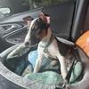 11 week Tri Color mini Bull Terrier Puppy