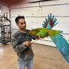 Military Macaw Beautiful Parrot 
