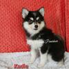 Pomsky Female (Kadie)