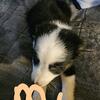 1 yr old Male Australian Shepherd  AVAILABLE 