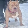American Bully Stud Service Available, Son Of Grand Champion Asylum’s OFFSET 