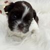 Shihtzu puppies 