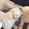 Adorable golden retriever puppies looking for a loving home 
