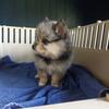 Pomeranian puppy blue Merle male 