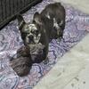 Frenchies for sale below 2k