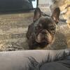 French bulldog rehoming