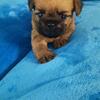 Brussels Griffon male