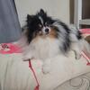 Romeo male fluffy pomeranian (home body or older couple/person) 