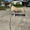 Pocket American bully female 