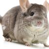 Almost 2 Year Old Hetero Beige Female Chinchilla up for Adoption -- "Morticia"