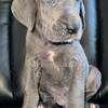 Great Dane Puppies