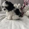 Akc shih tzu puppies standard and imperial