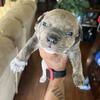 Pure raises edge take your forever friend home today